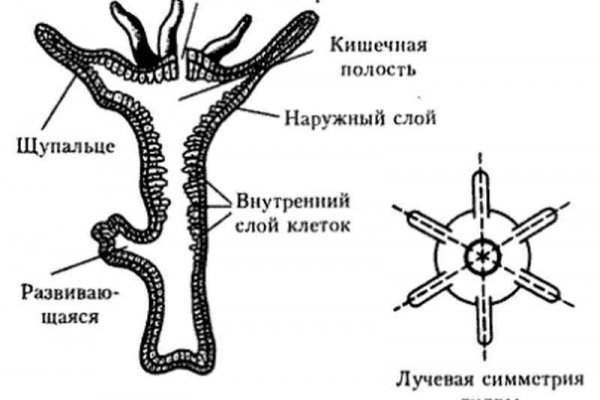 Kraken зеркало krakentor site