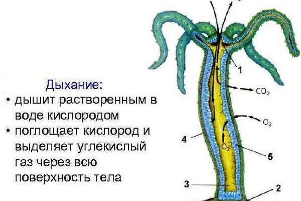 Кракен онион kraken zerkalo