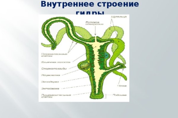 Гидра и кракен